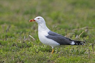 Lesser black-backed gull (Larus fuscus) with bloody bill in grassland