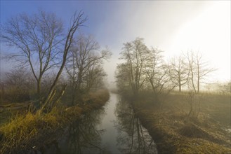 River in a Foggy Forest with Bare Tree and Sunlight in Locarno, Ticino, Switzerland, Europe