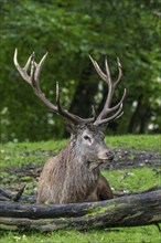 Red deer (Cervus elaphus) stag with big antlers resting at edge of forest during the rutting season