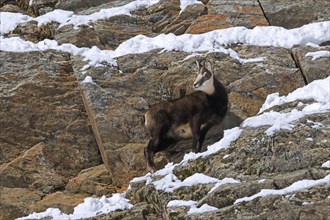 Alpine chamois (Rupicapra rupicapra) juvenile in dark winter coat foraging in steep snow covered