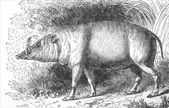 Sulawesi deer boar, Babyrousa celebensis, illustration from 1892, historical, digital reproduction