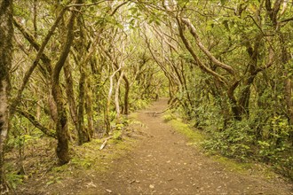 Laurel forest, cloud forest, Anaga Mountains, Tenerife, Canary Islands, Spain, Europe