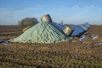 Pile of harvested sugar beets, covered by tarpaulin, waiting to be transported to the sugar factory