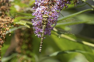 Southern hawker dragonfly (Aeshna cyanea) adult female insect resting on a purple garden Buddleja