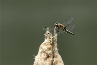 Four spotted chaser dragonfly (Libellula quadrimaculata) adult insect resting on a plant stem in a