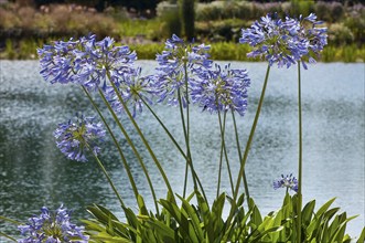 Flower impression, Blue lily (Agapanthus praecox), lake behind it