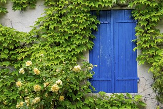 Roses and wild vines climb up the façade of a house with closed blue shutters, Vauvenargues,