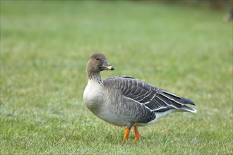 Bean goose (Anser fabalis) in a meadow, Heligoland, North Sea, Germany, Europe