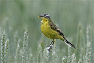 Yellow wagtail (Motacilla f. flava), Bad Dürkheim district, Rhineland-Palatinate, Germany, Europe