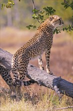 Africa, Botswana, cheetah, Acinonyx jubatus, Botswana, Botswana, Africa