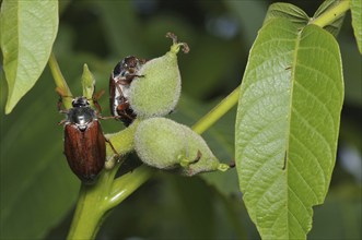 Cockchafer, (Melolontha), Bavaria, Federal Republic of Germany