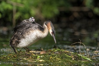 Great Crested Grebe (Podiceps cristatus), adult bird and chicks at the nest, adult bird climbing on