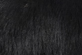 Sloth bear (Melursus ursinus), fur detail, captive, occurrence in South Asia