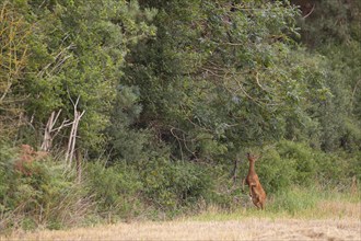 Roe deer (Capreolus capreolus) adult female doe standing on its back legs to feed on tree leaves,