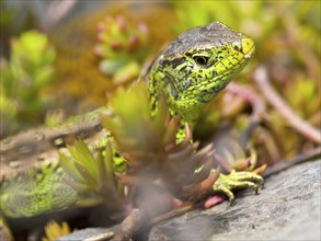 Sand lizard (Lacerta agilis), male on stones with stonecrop (Sedum album), or stonecrop, Wetzlar,