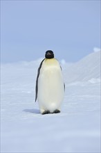 Emperor penguins (Aptenodytes forsteri), Adult, Snow Hill Island, Antartic Peninsula, Antarctica