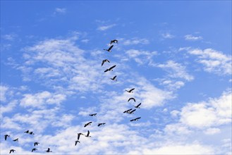 Flock with Greater white-fronted goose (Anser albifrons) flying on a blue sky