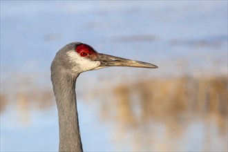 Milford, Michigan, A sandhill crane (Antigone canadensis) at Kensington Metropark