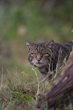 European wildcat (Felis silvestris) adult animal portrait, United Kingdom, Europe