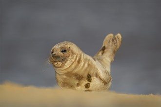 Common seal (Phoca vitulina) adult animal on a sandy beach, England, United Kingdom, Europe