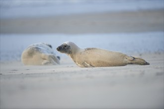 Close-up of harbor or harbour seal (Phoca vituliana vitulina) in spring (april) on Helgoland a