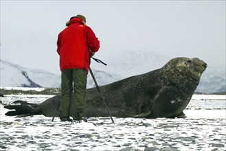 A photographer takes a picture of a Southern elephant seal in the coastal area of Salisbury Plain,