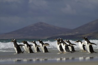 Gentoo penguin (Pygoscelis papua), on Sounders Island, Falkland Islands, Antarctica, small group,