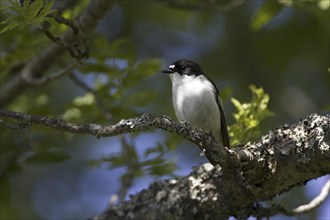 Pied Flycatcher, male on his singing roost, Sweden, (Ficedula hypoleuca), Sweden, Europe