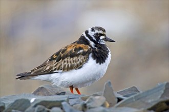 Ruddy turnstone, (Arenaria interpres), Hamningberg, Varanger, Norway, Europe