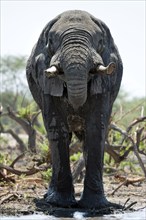 Elephant (Loxodonta africana), frontal, whole, waterhole, drinking, drinking, water, thirst,