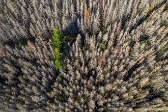 Sauerland, forest dieback, dead spruce trees, caused by the bark beetle, high temperatures, lack of