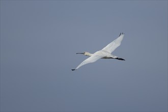 Eurasian spoonbill (Platalea leucorodia) adult bird flying, Norfolk, England, United Kingdom,