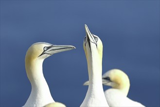 Northern gannet (Morus bassanus) pair greeting each other, animal portrait, Heligoland, Lower