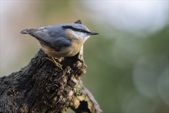 Eurasian nuthatch (Sitta europaea), Emsland, Lower Saxony, Germany, Europe