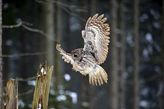 Tawny owl (Strix aluco), adult in winter, landing on a wait, flying, Zdarske Vrchy,