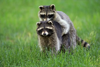 North American raccoon (Procyon lotor), adult, social behaviour, two animals, Germany, Europe