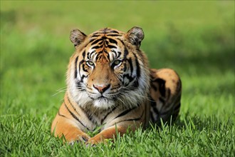 Sumatran tiger (Panthera tigris sumatrae), adult male portrait alert, Sumatra