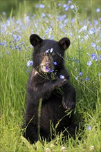 American Black Bear (Ursus americanus), young, flowers, meadow, six months old, Montana, USA, North