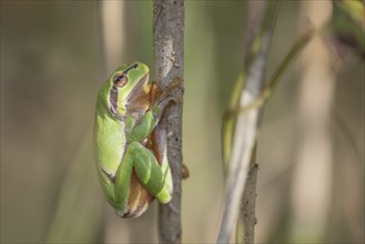 Common Tree Frog (Hyla arborea) sitting in the vegetation at the edge of the forest.Bas rhin,