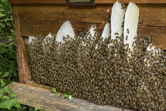 Bee colony, many bees, Western or European honey bee (Apis mellifera), wild construction of natural