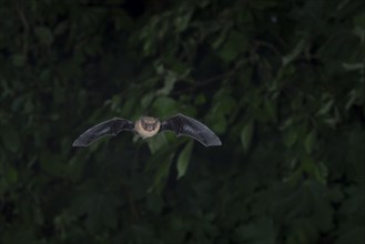 Common pipistrelle (Pipistrellus pipistrellus) hunting insects in front of deciduous forest,