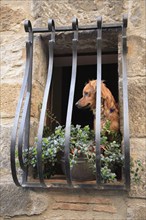 Dog in a barred window in the historic centre of Bolsena, Lazio, Italy, Europe