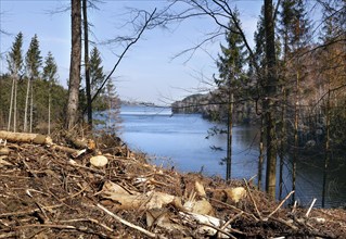 Langelsheim, 07.04.2023, Deforested trees on the banks of the Granetal dam