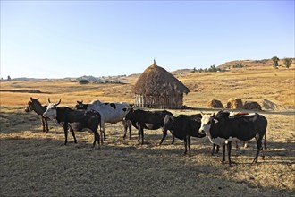 Europia district, cattle and donkeys at a farm, Ethiopia, Africa