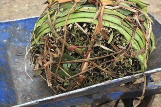 Khat wrapped in banana leaves, transported with a wheelbarrow, Ethiopia, Africa