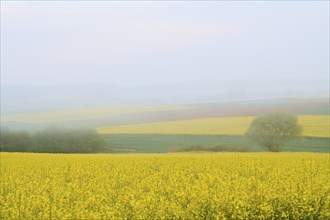 A foggy rape field with some trees and a rural landscape in the background, spring, Schmachtenberg,