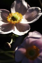 Beautiful flower of an anemone, summer, Germany, Europe