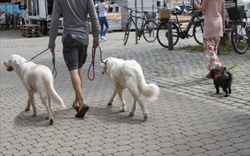 Dog walking in the city, Bavaria, Germany, Europe