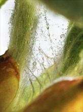 Chestnut, common horse-chestnut (Aesculus hippocastanum), detail of bud, resin droplets and fine