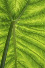 Giant elephant ear (Alocasia), underside of leaf, North Rhine-Westphalia, Germany, Europe